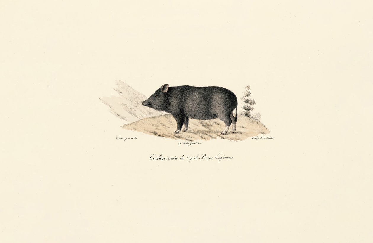 Kap-vortesvin af Jacques Christophe Werner