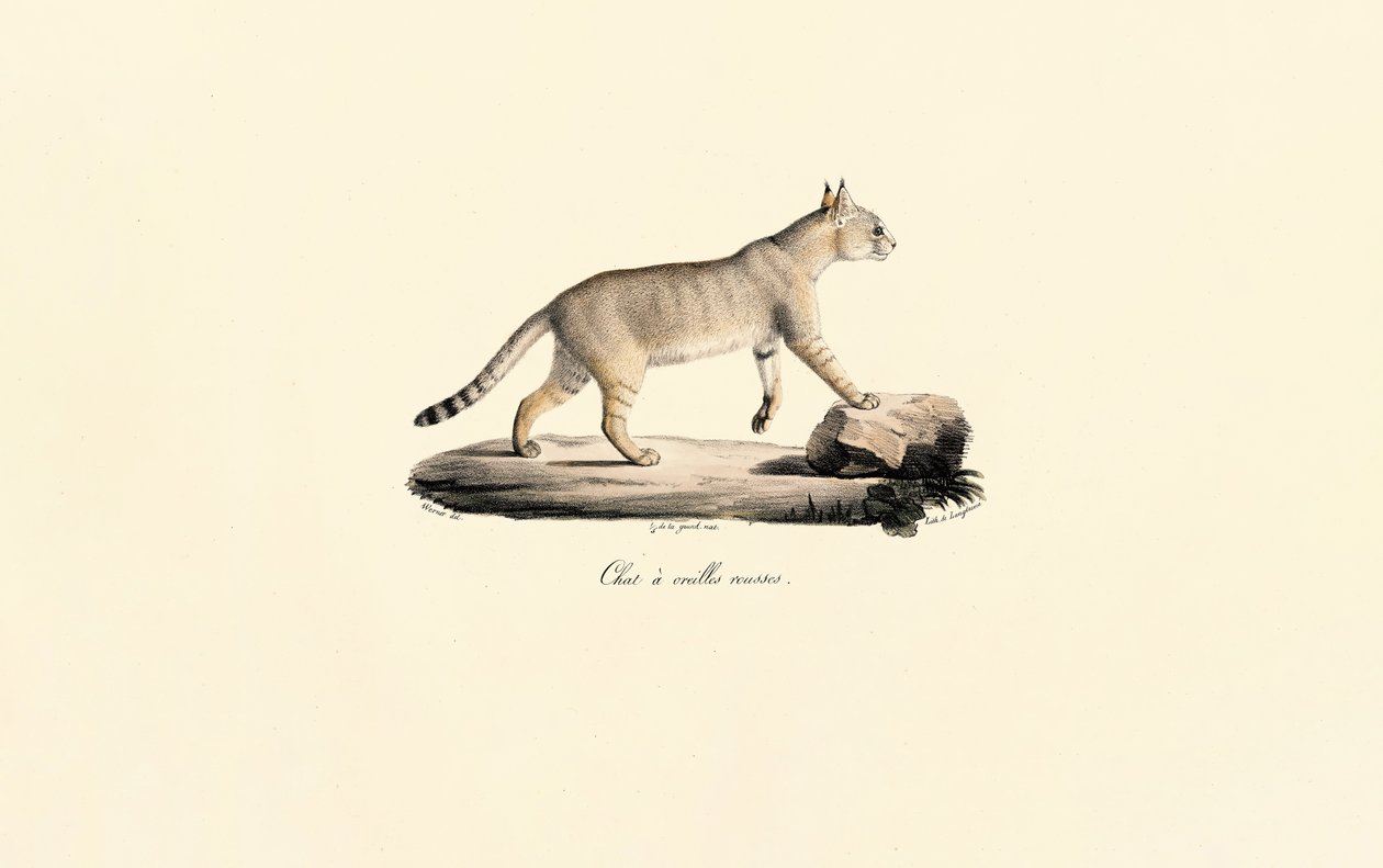 Karakal af Jacques Christophe Werner