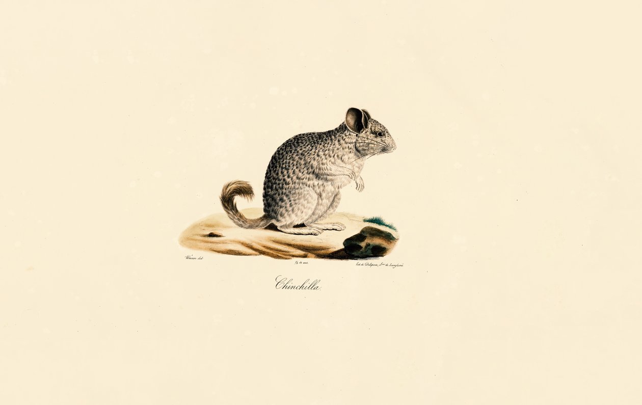 Chinchilla (Chinchilla) af Jacques Christophe Werner