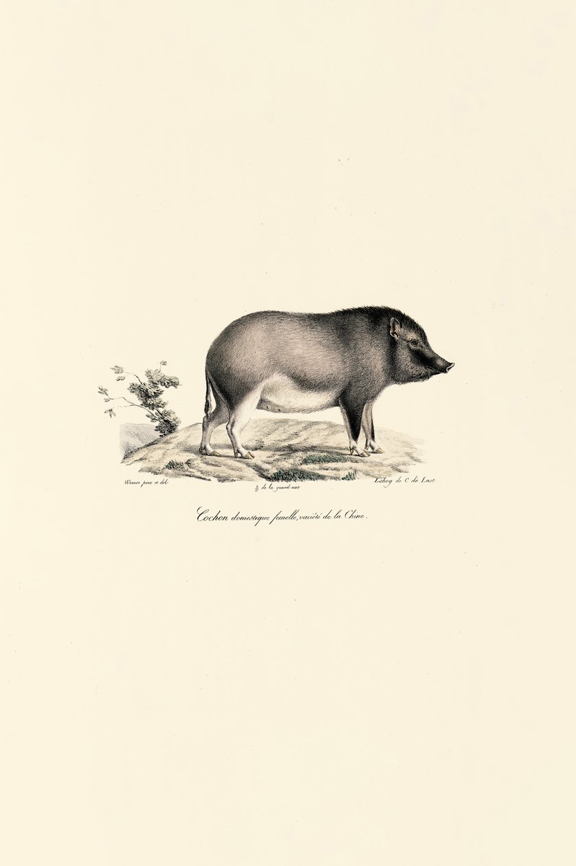 Kinesisk tamsvin af Jacques Christophe Werner