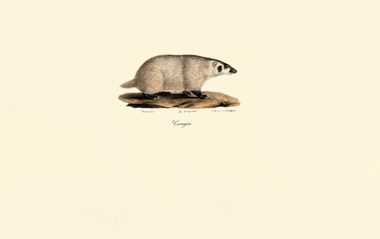 Næsebjørn af Jacques Christophe Werner