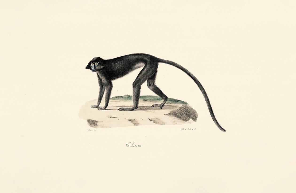 Colobus-abe (Colobus guereza) af Jacques Christophe Werner