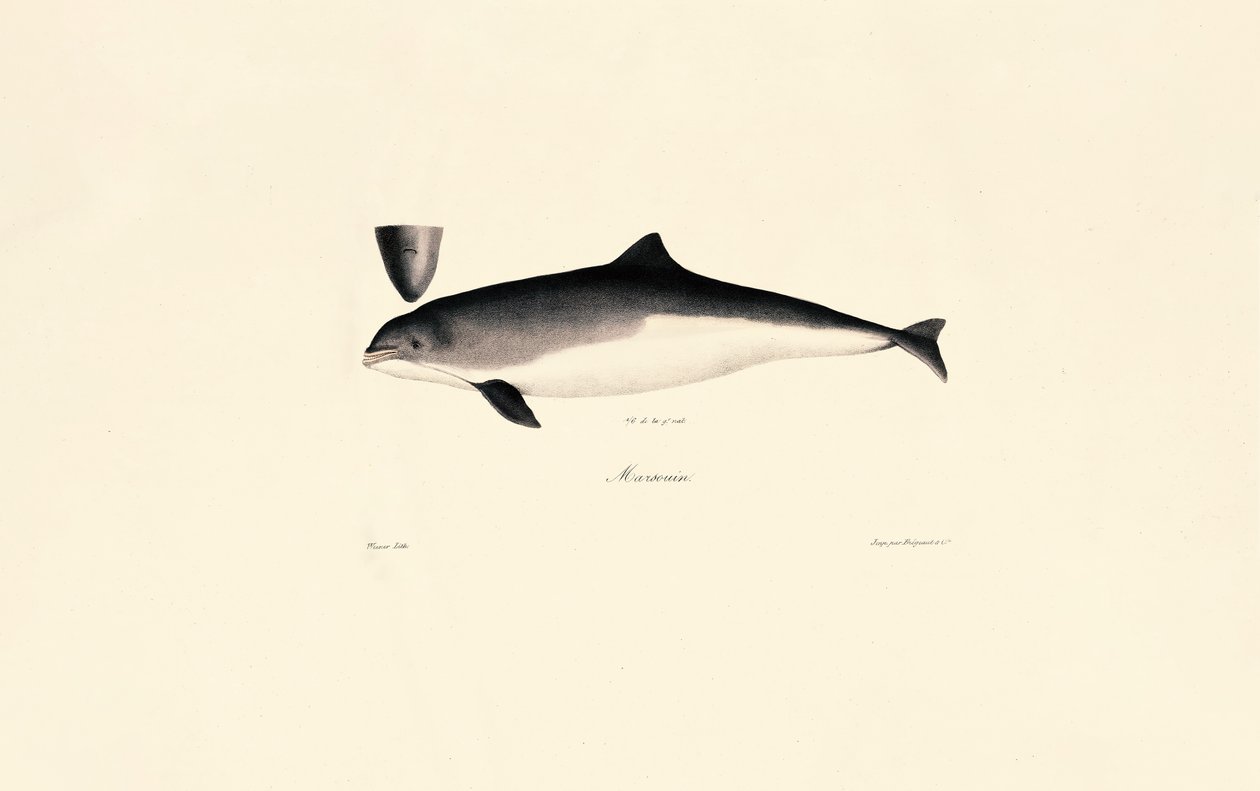 Almindelig flaskehalsdelfin af Jacques Christophe Werner