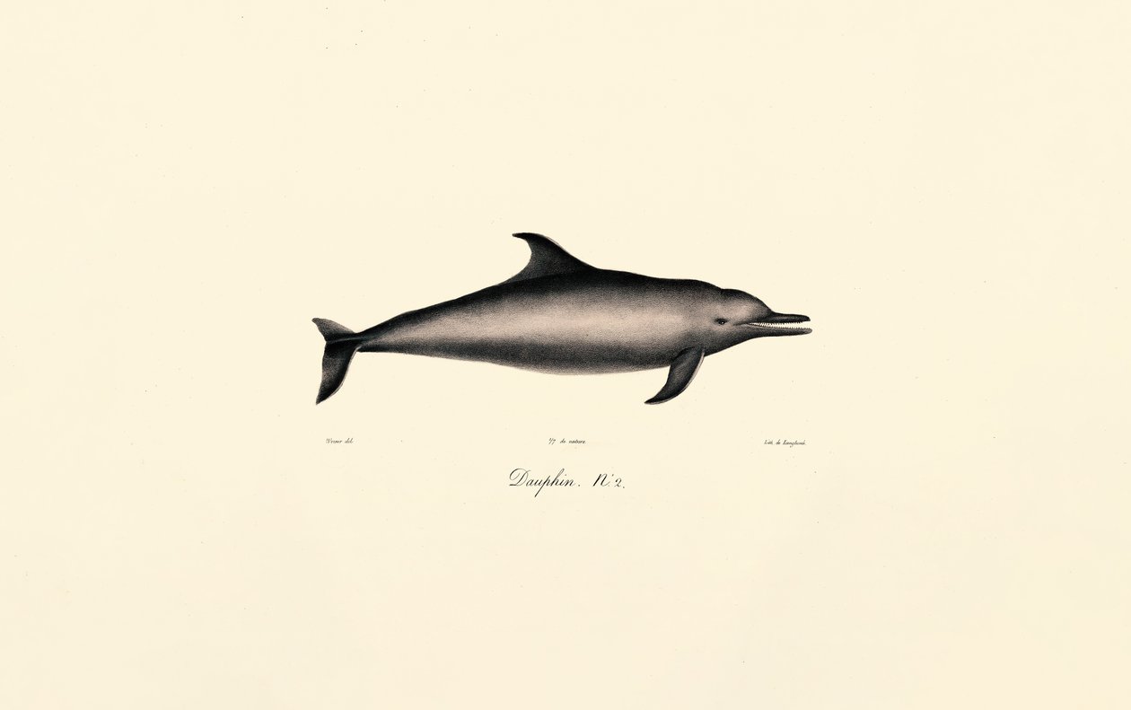 Almindelig delfin (Delphinus delphis) af Jacques Christophe Werner
