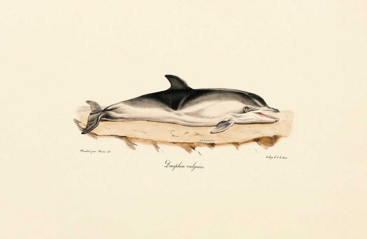 Almindelig delfin af Jacques Christophe Werner