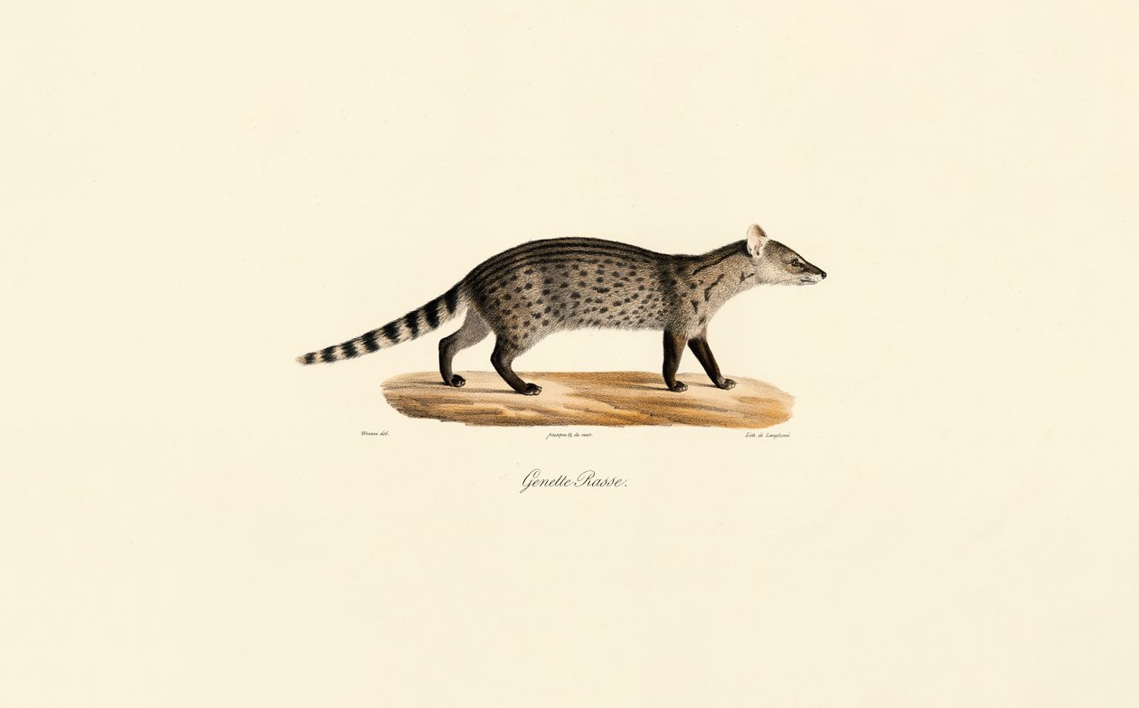 Fælles genetik af Jacques Christophe Werner