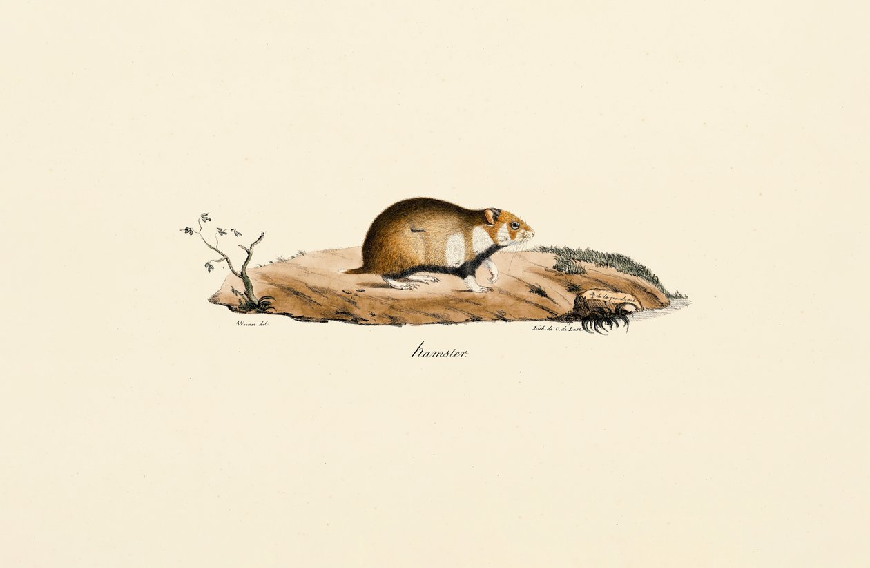 Almindelig hamster af Jacques Christophe Werner