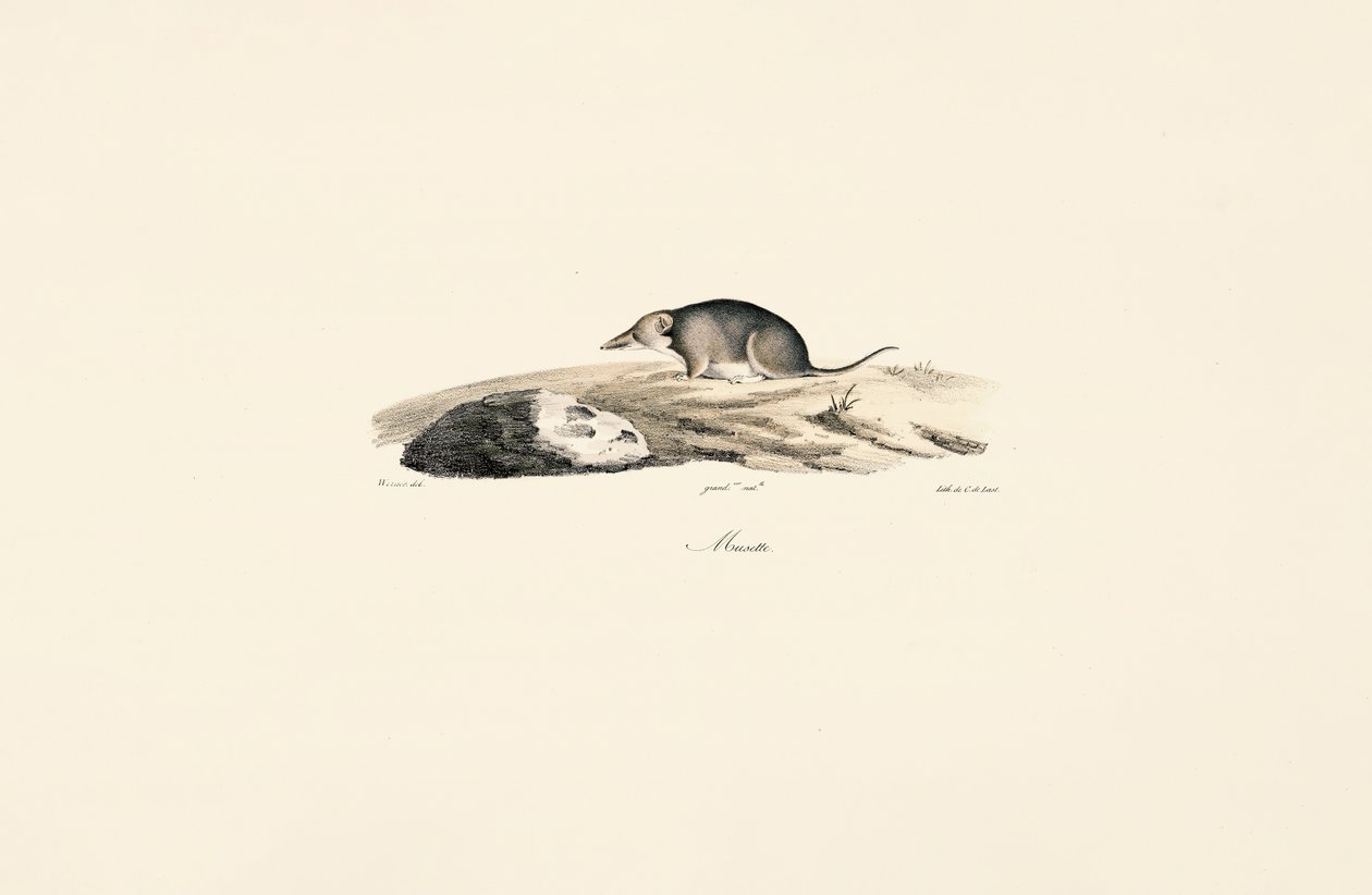 Almindelig spidsmus af Jacques Christophe Werner