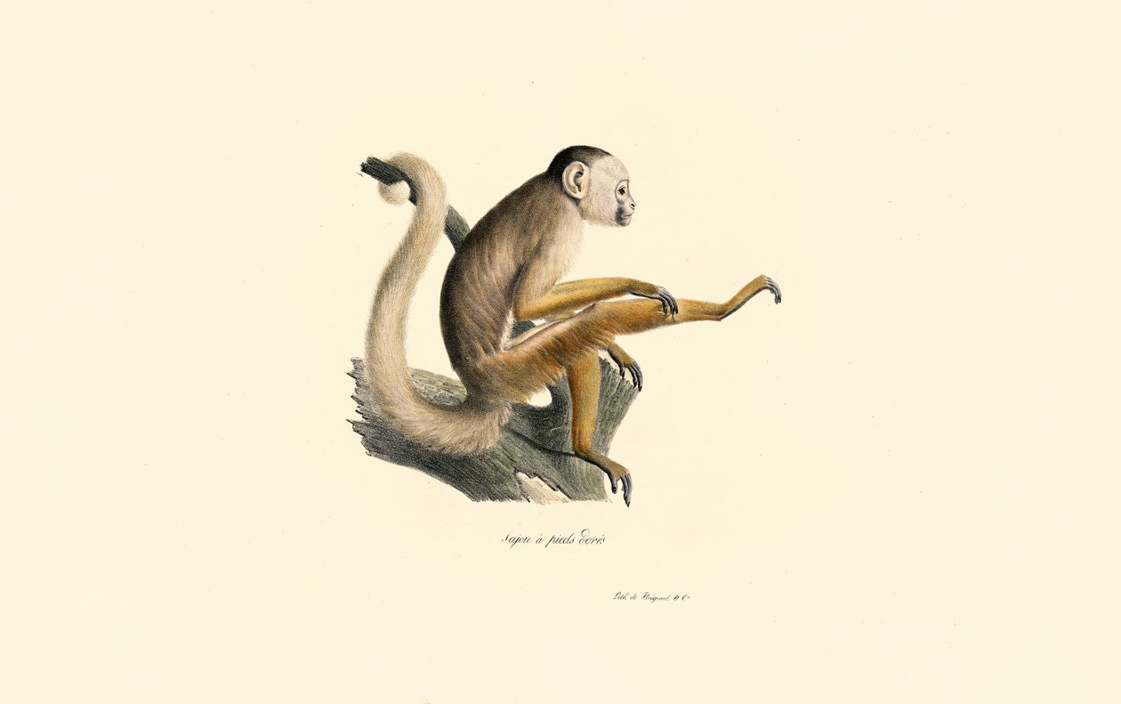 Almindelig egernabe af Jacques Christophe Werner