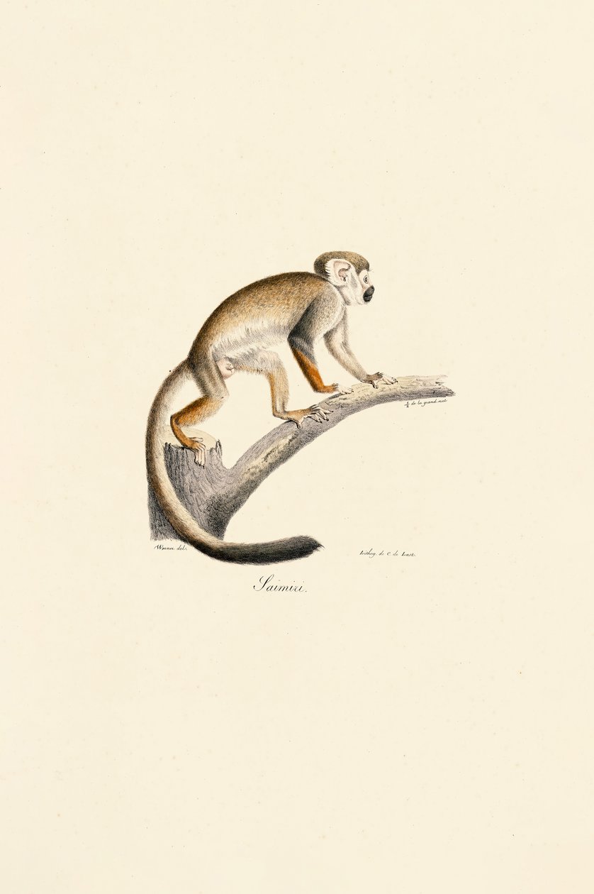  af Jacques Christophe Werner