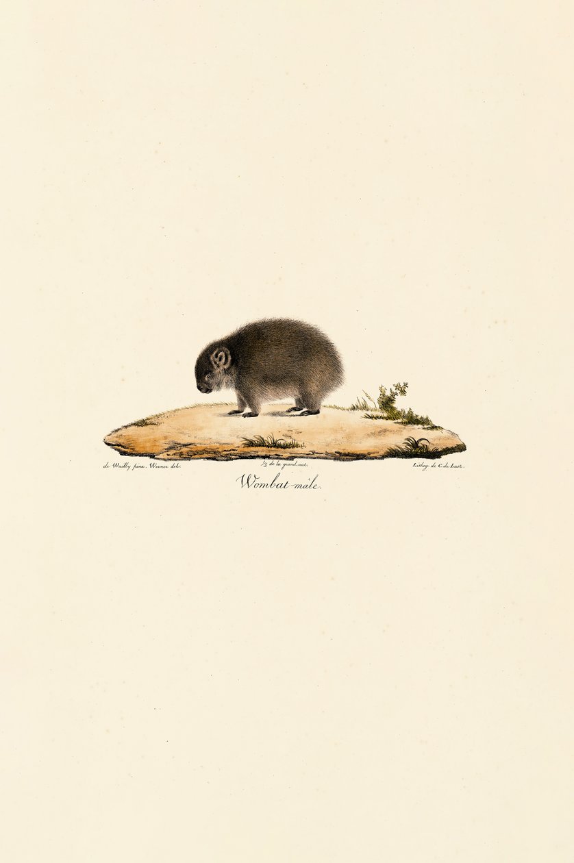 Almindelig wombat (han) af Jacques Christophe Werner