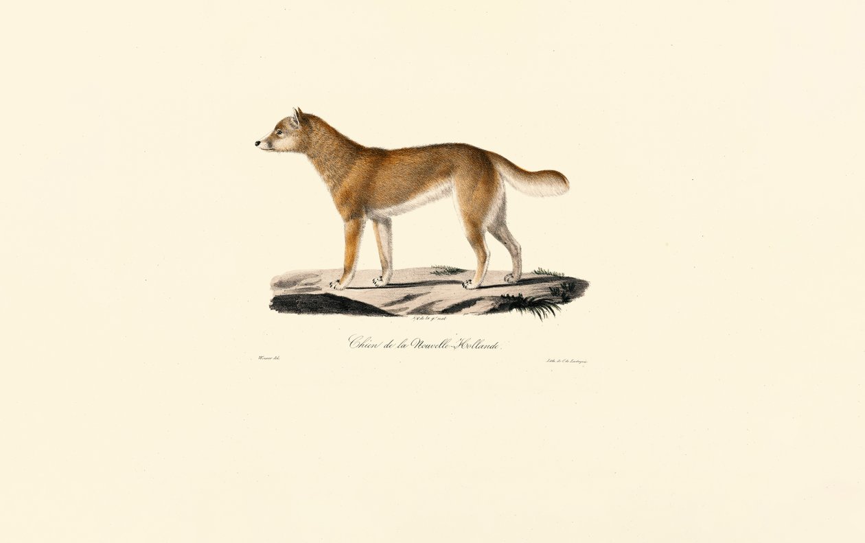  af Jacques Christophe Werner
