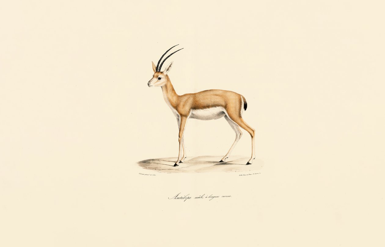 Dorcas Gazelle (mand) af Jacques Christophe Werner