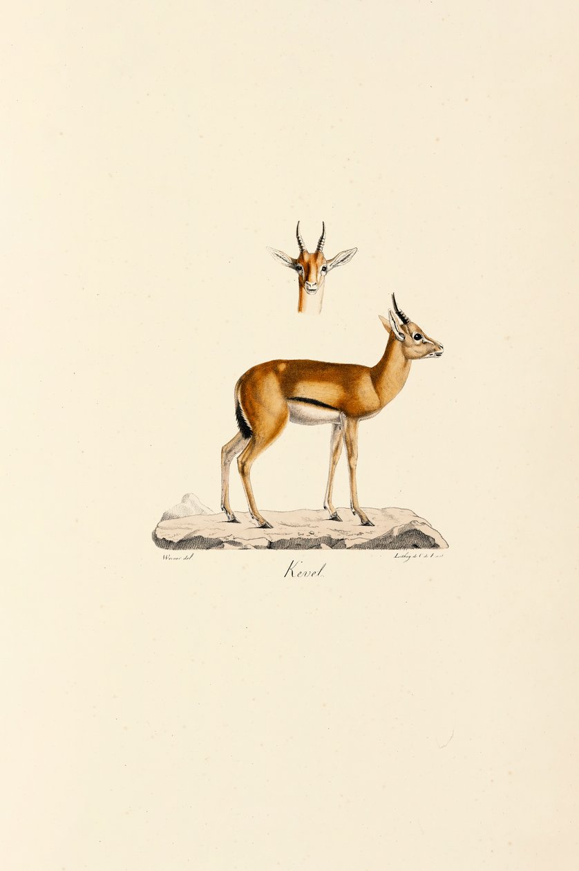 Dorcas Gazelle af Jacques Christophe Werner