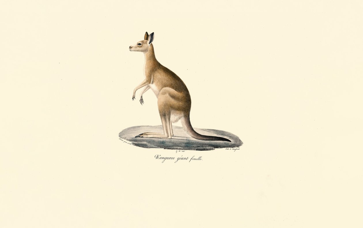 Østlig grå kænguru (hun) af Jacques Christophe Werner