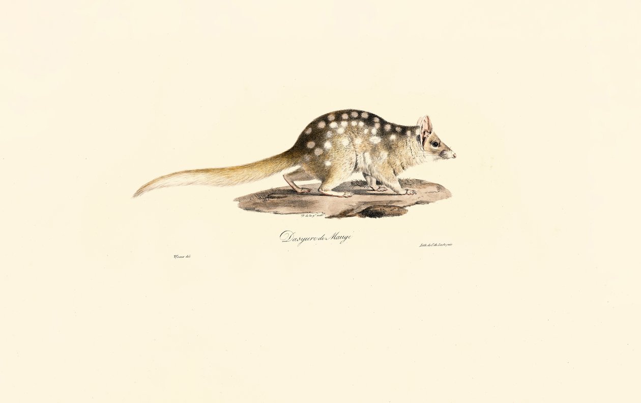 Østlig Quoll af Jacques Christophe Werner