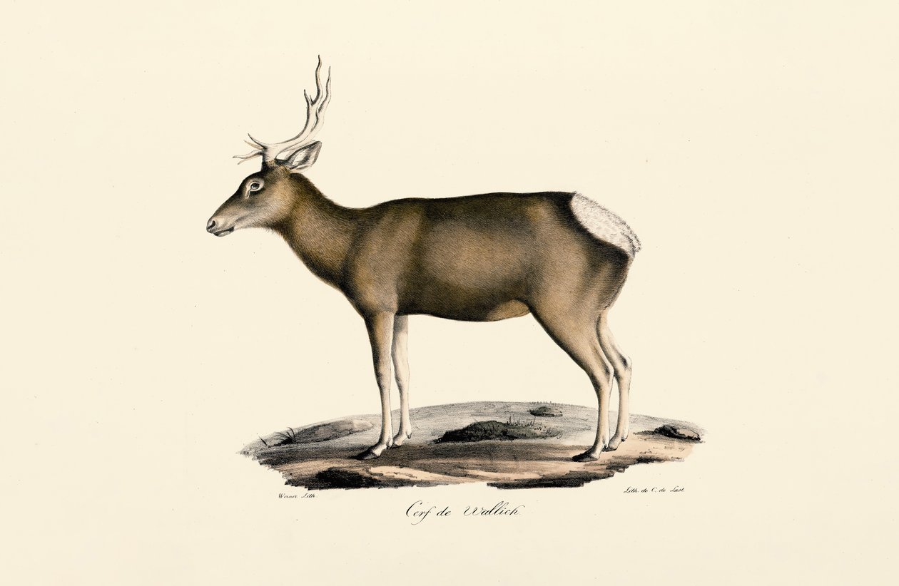 Elg - mand af Jacques Christophe Werner