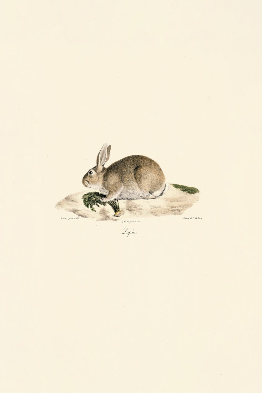  af Jacques Christophe Werner