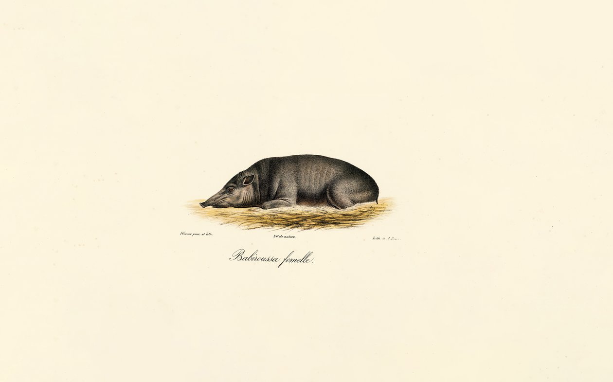 Babirusa af hunkøn af Jacques Christophe Werner