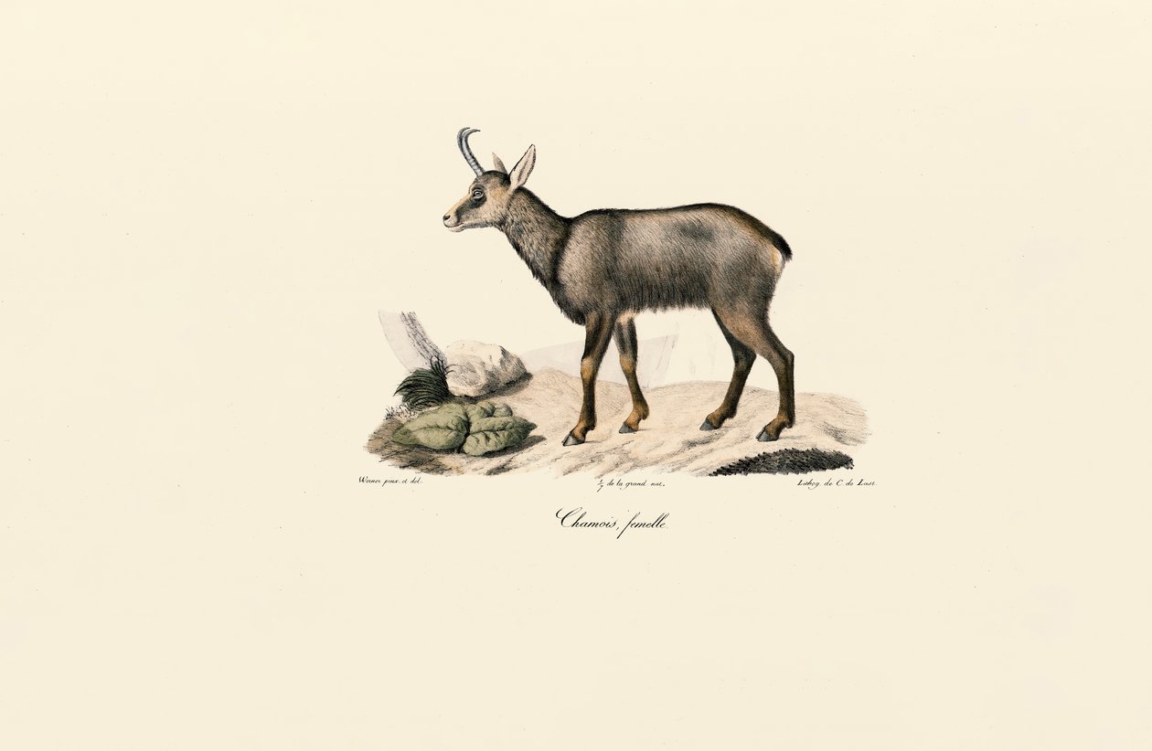 Gemse af hunkøn af Jacques Christophe Werner