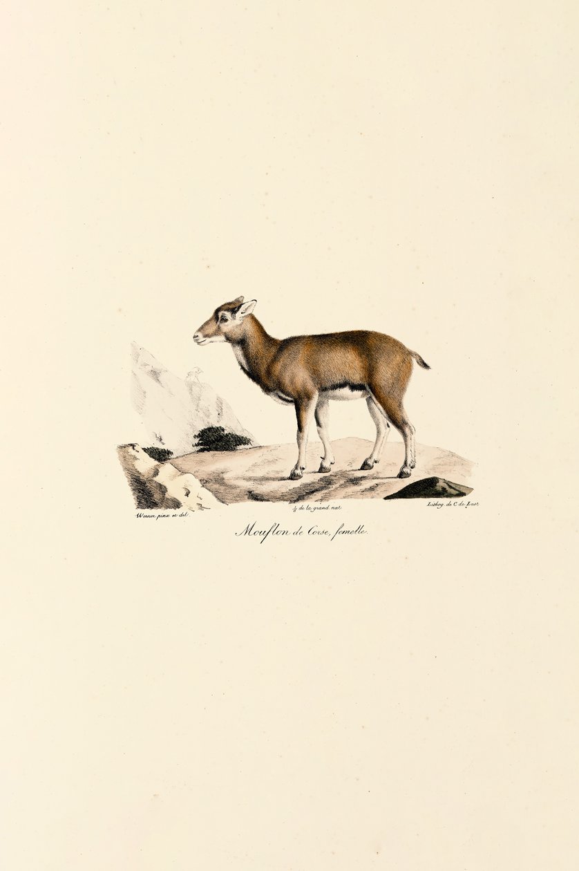 Korsikansk mouflon hun af Jacques Christophe Werner