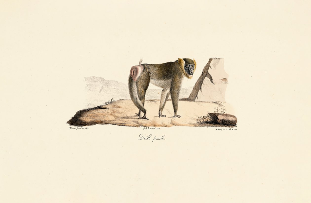 Indvendigt bor af Jacques Christophe Werner