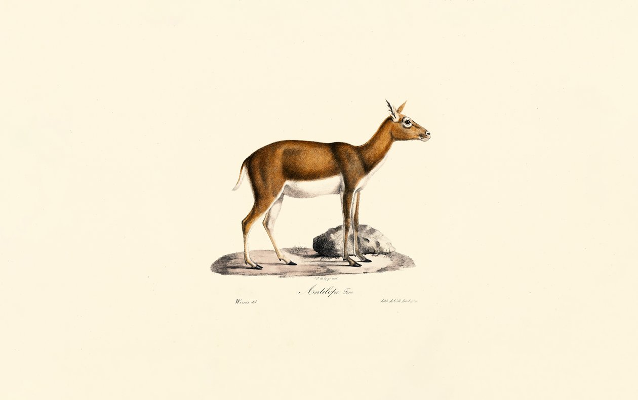 Goitered Gazelle hun af Jacques Christophe Werner