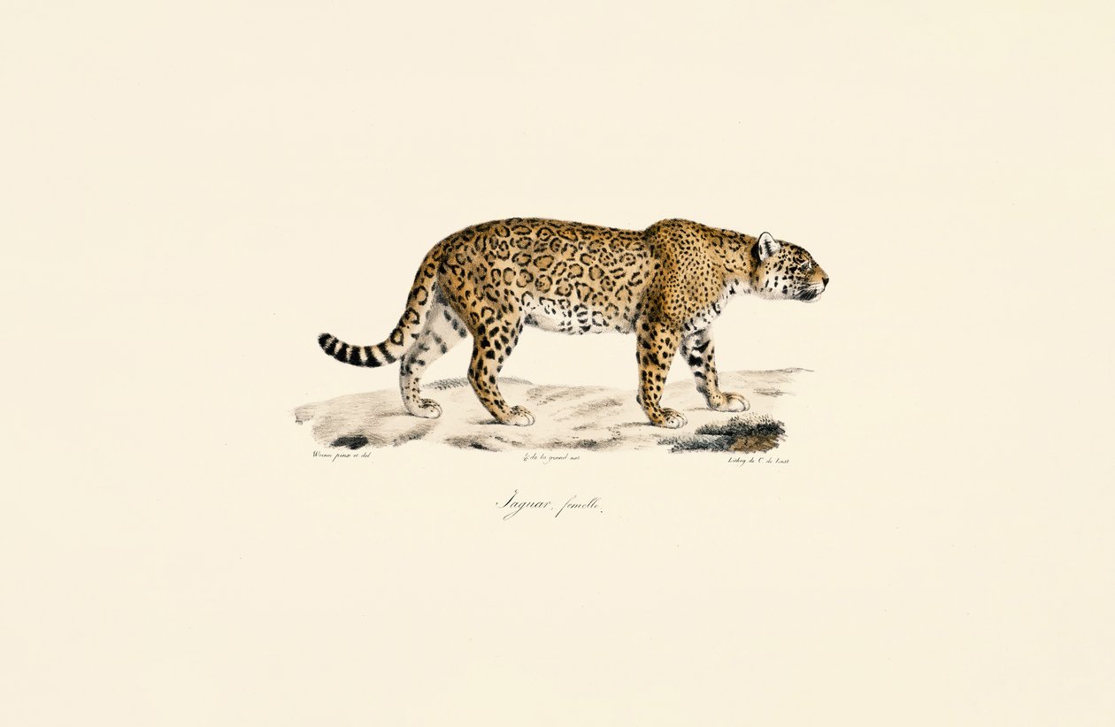Jaguar af hunkøn af Jacques Christophe Werner