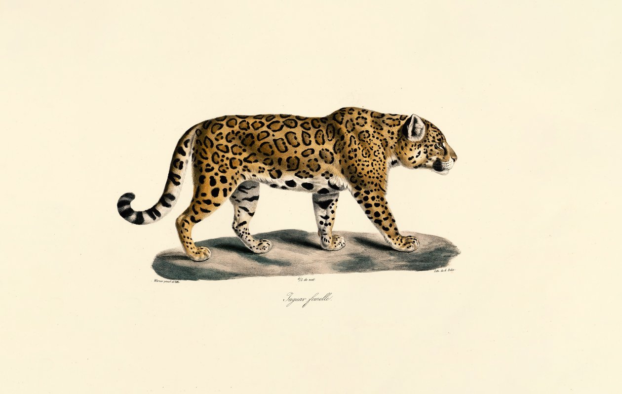 Jaguar af hunkøn af Jacques Christophe Werner