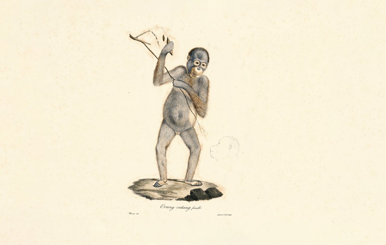 Orangutang-hun af Jacques Christophe Werner