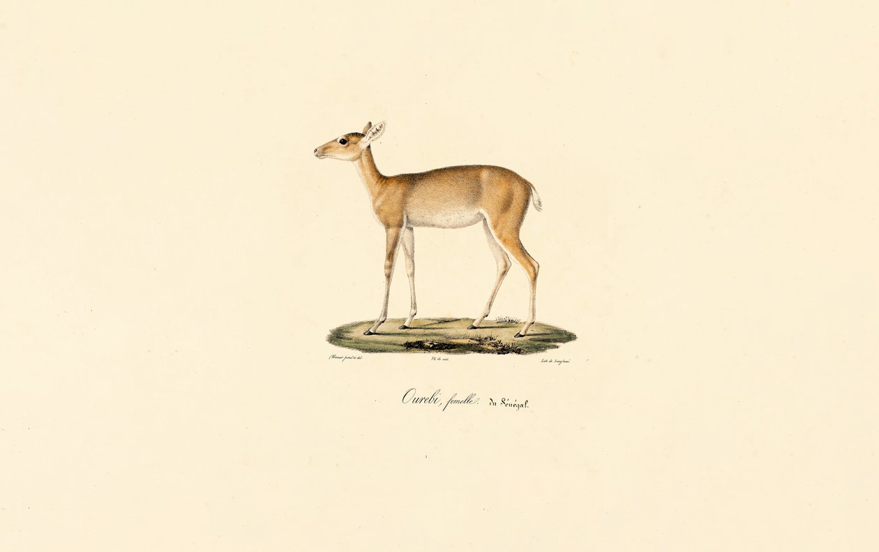 Oribi-antilope hun (Ourébi, senegalesisk hun) af Jacques Christophe Werner