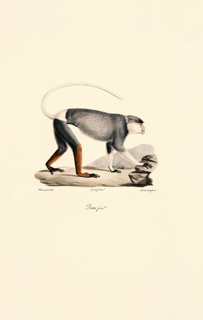 Patas-abe af hunkøn af Jacques Christophe Werner