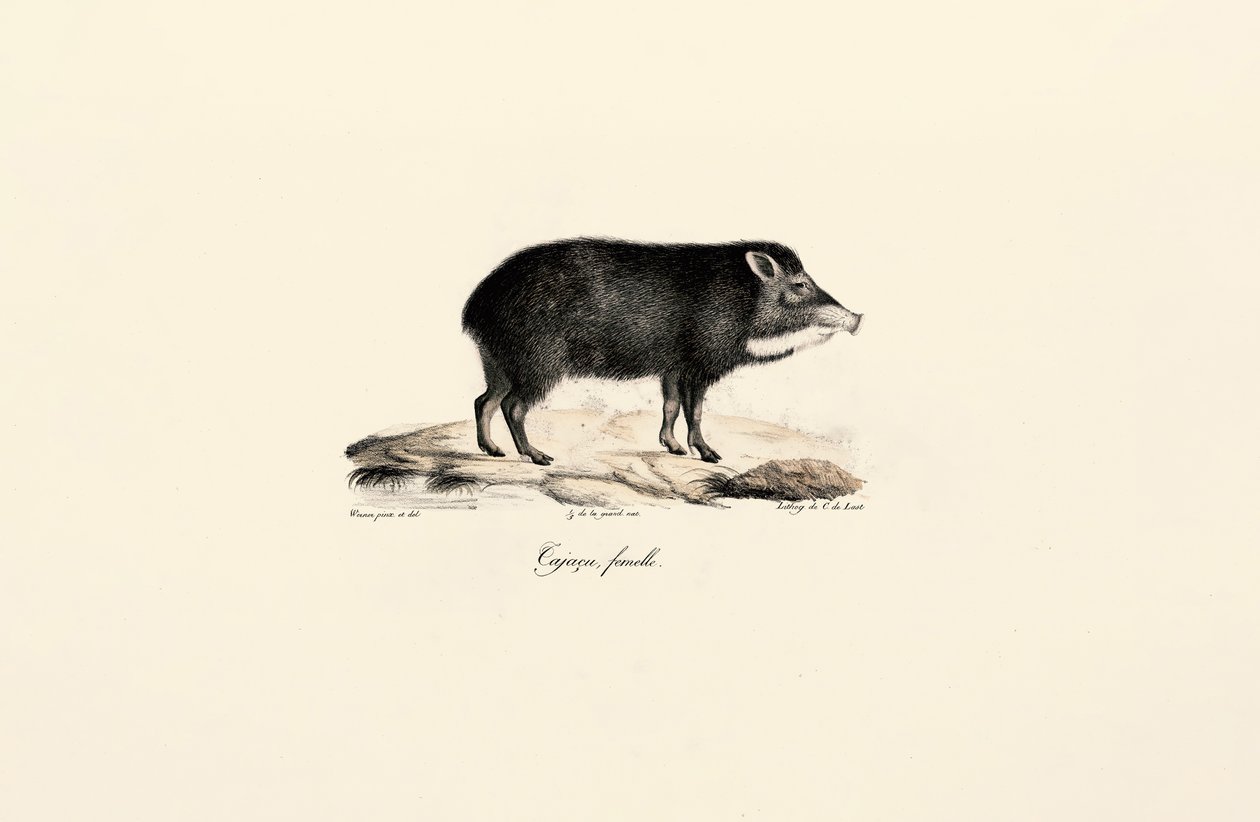 Pekarisvin af hunkøn af Jacques Christophe Werner