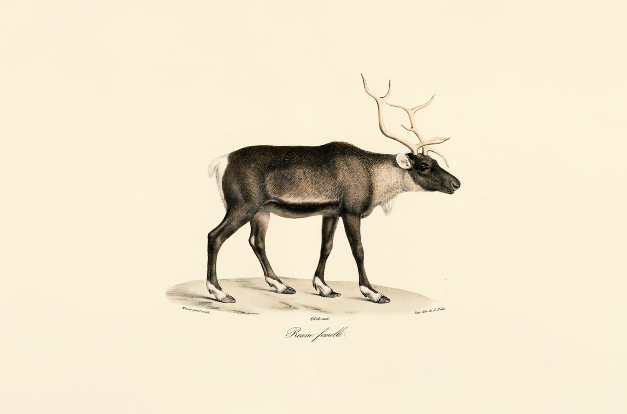 Rensdyr af hunkøn af Jacques Christophe Werner
