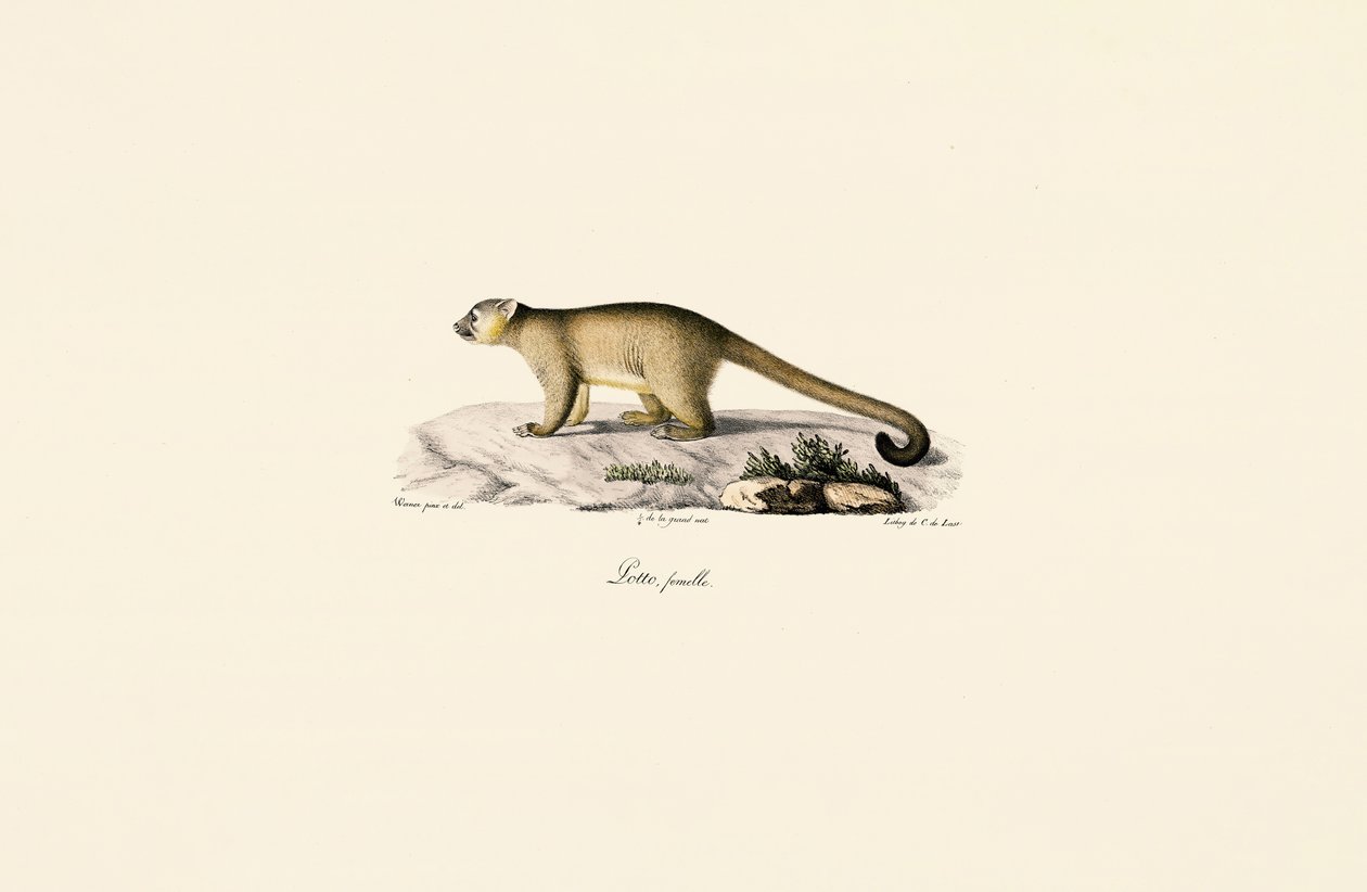 Hun af ringhalet mongoose af Jacques Christophe Werner