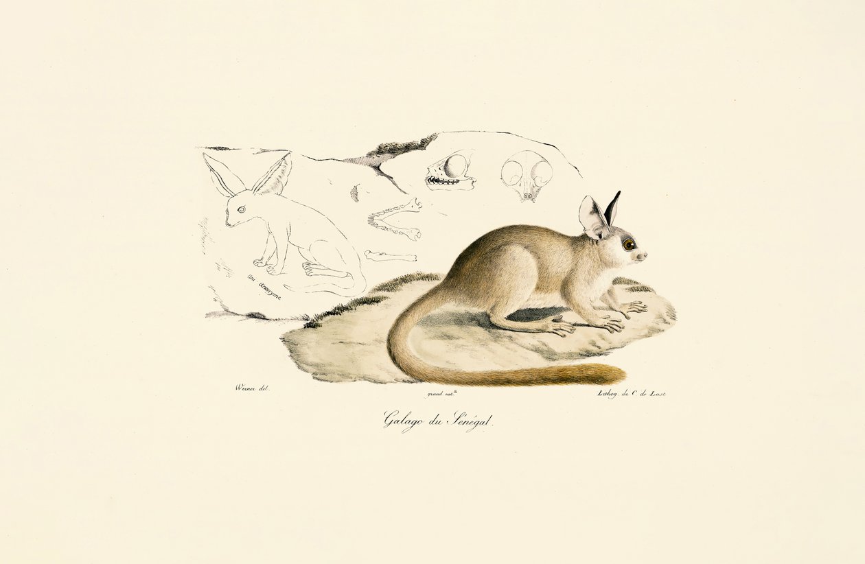 Fennec ræv af Jacques Christophe Werner