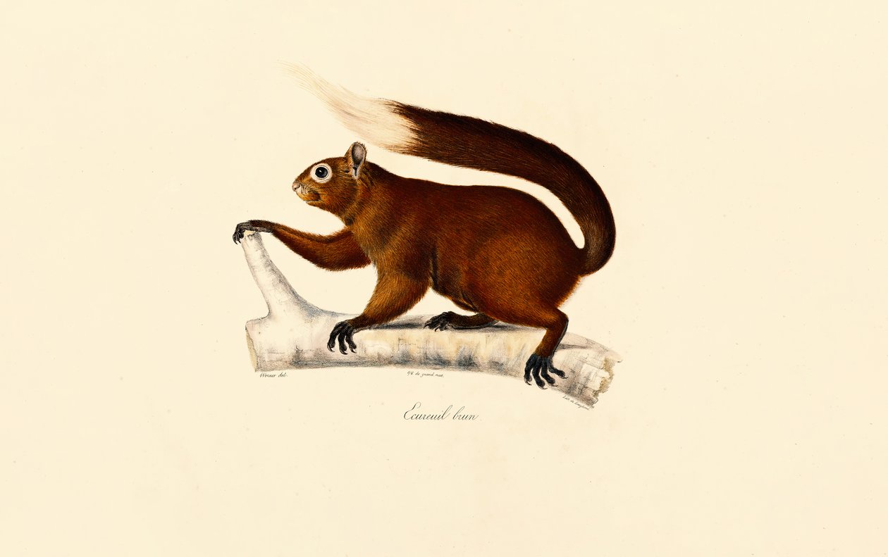  af Jacques Christophe Werner