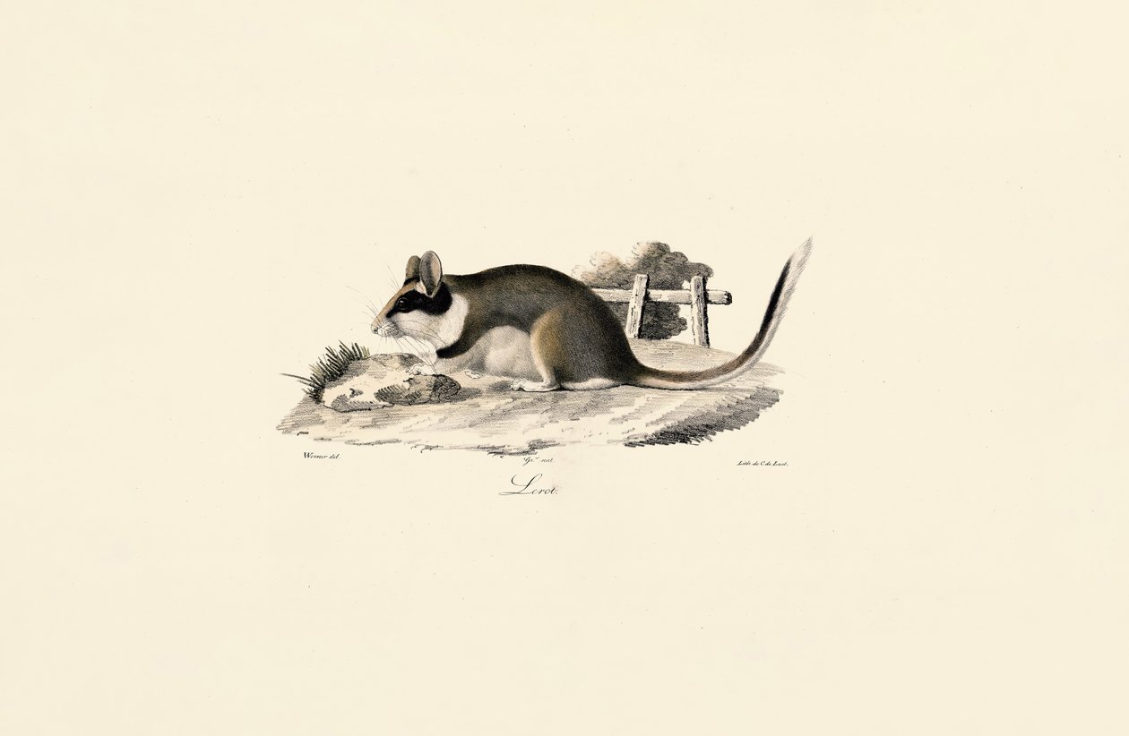 Have-ormus af Jacques Christophe Werner