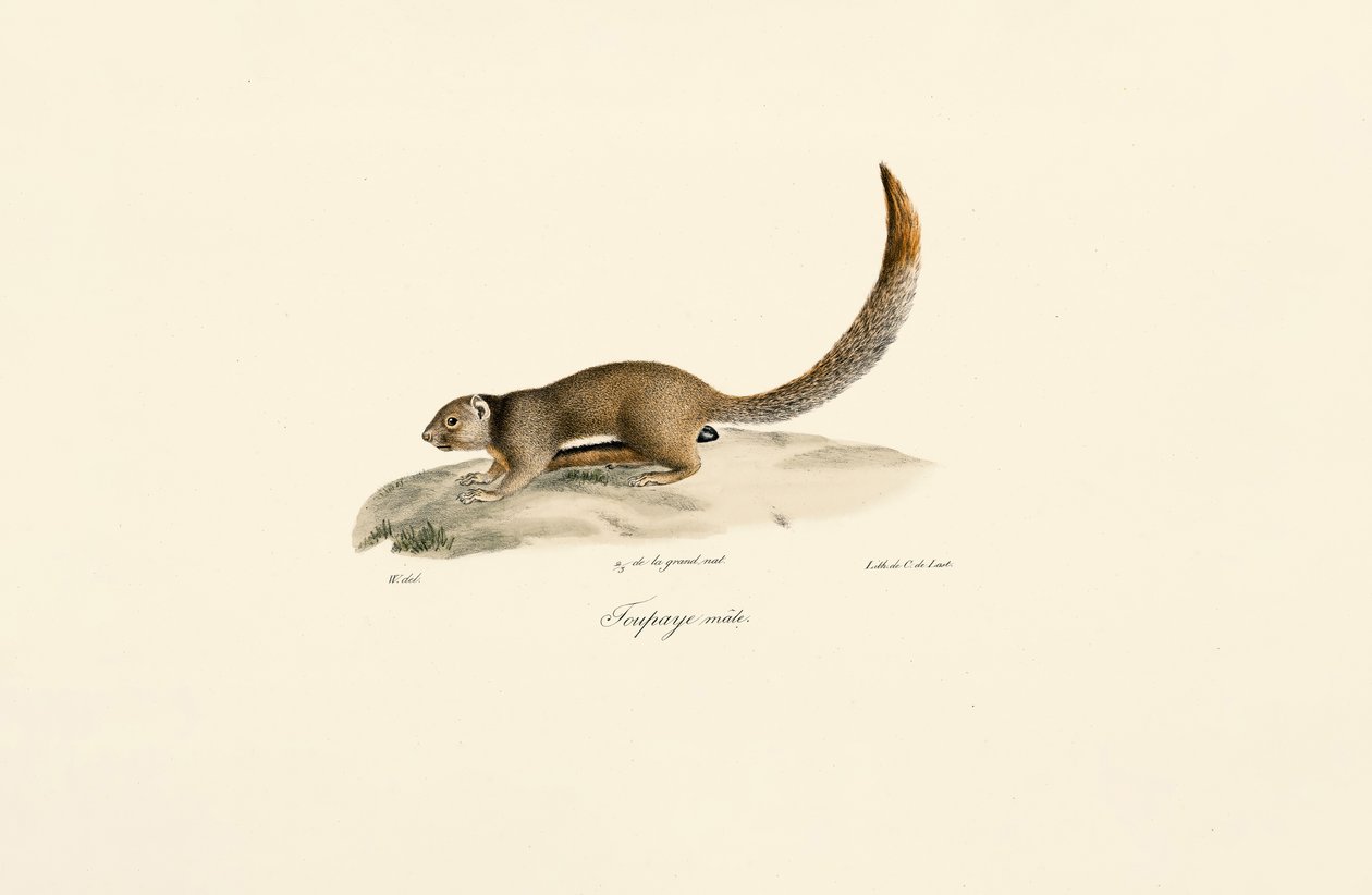 Guldmantlet jordegern (han) af Jacques Christophe Werner