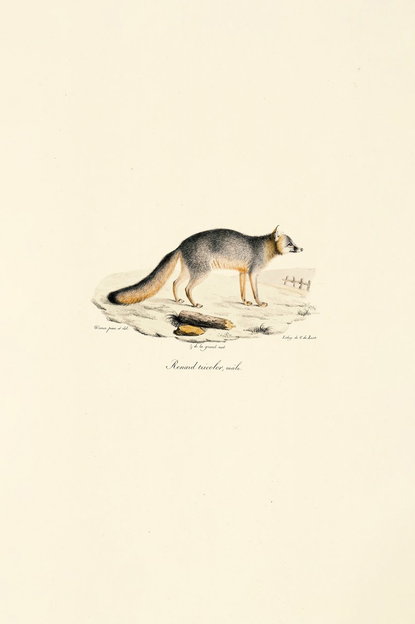 Grå ræv han (Urocyon cinereoargenteus) af Jacques Christophe Werner