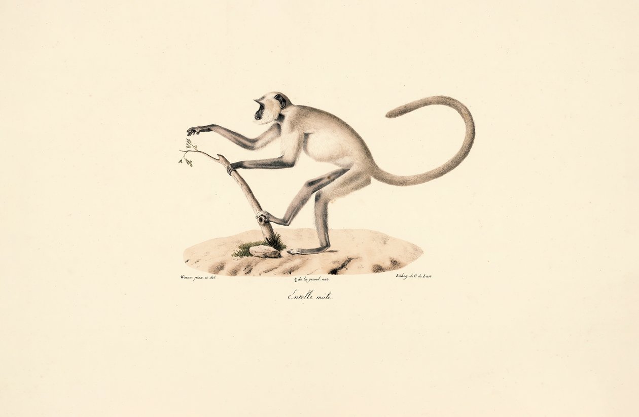 Grå Hanuman Langur af Jacques Christophe Werner