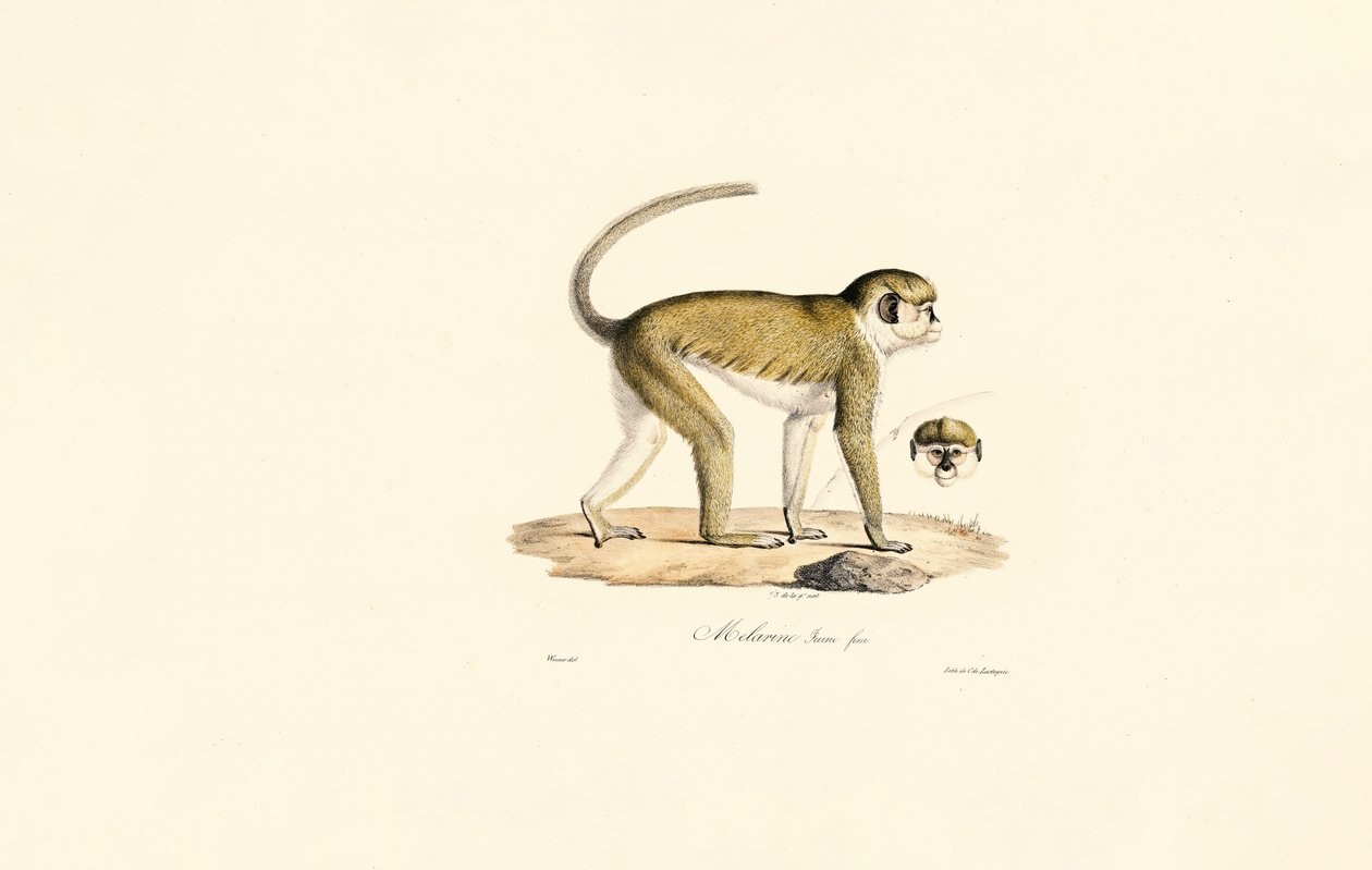 Grøn abe (Malbrouc Femelle) af Jacques Christophe Werner