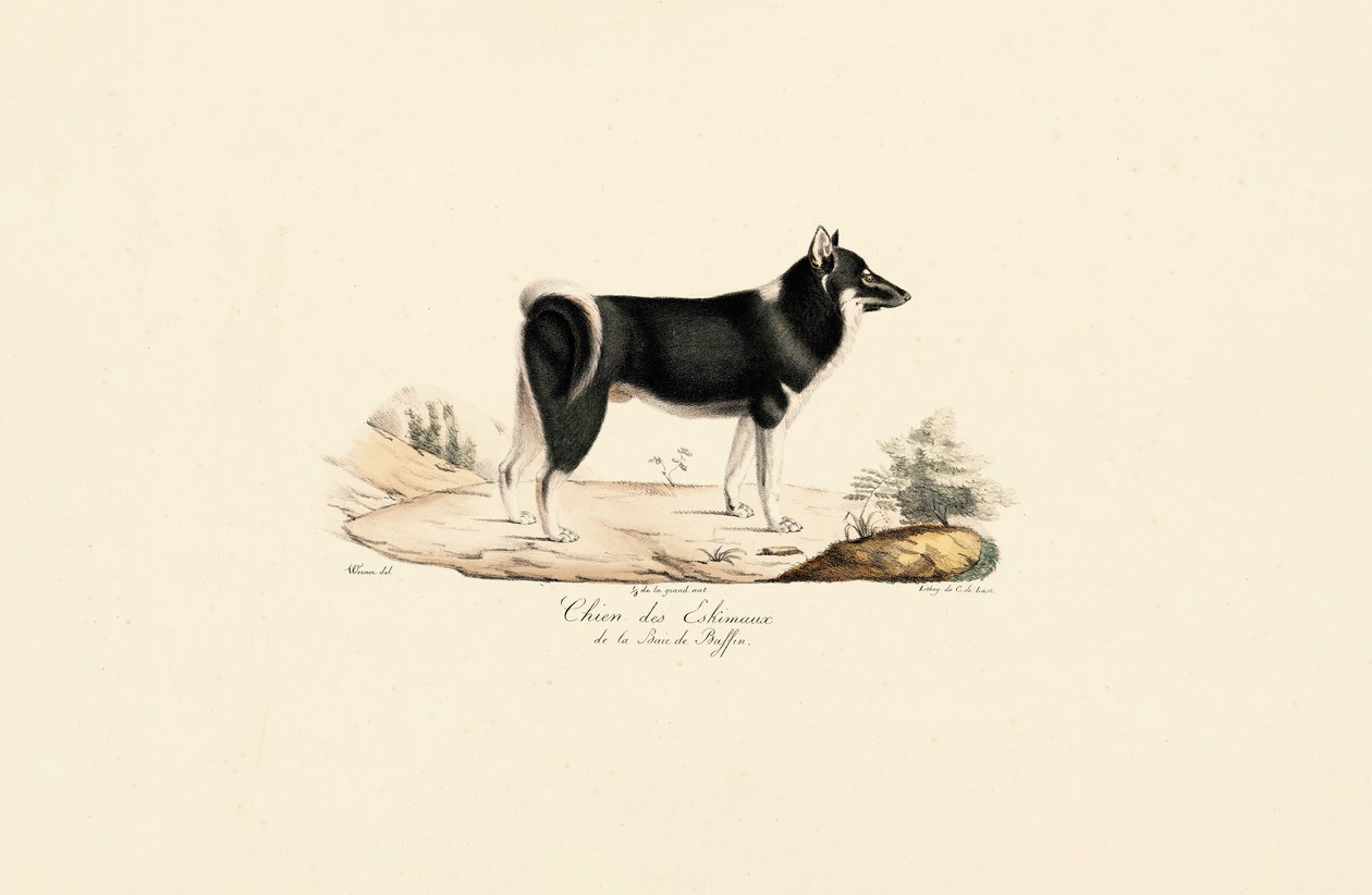 Grønlandsk hund af Jacques Christophe Werner