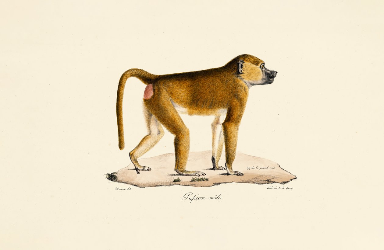 Guinea-bavian (han) af Jacques Christophe Werner