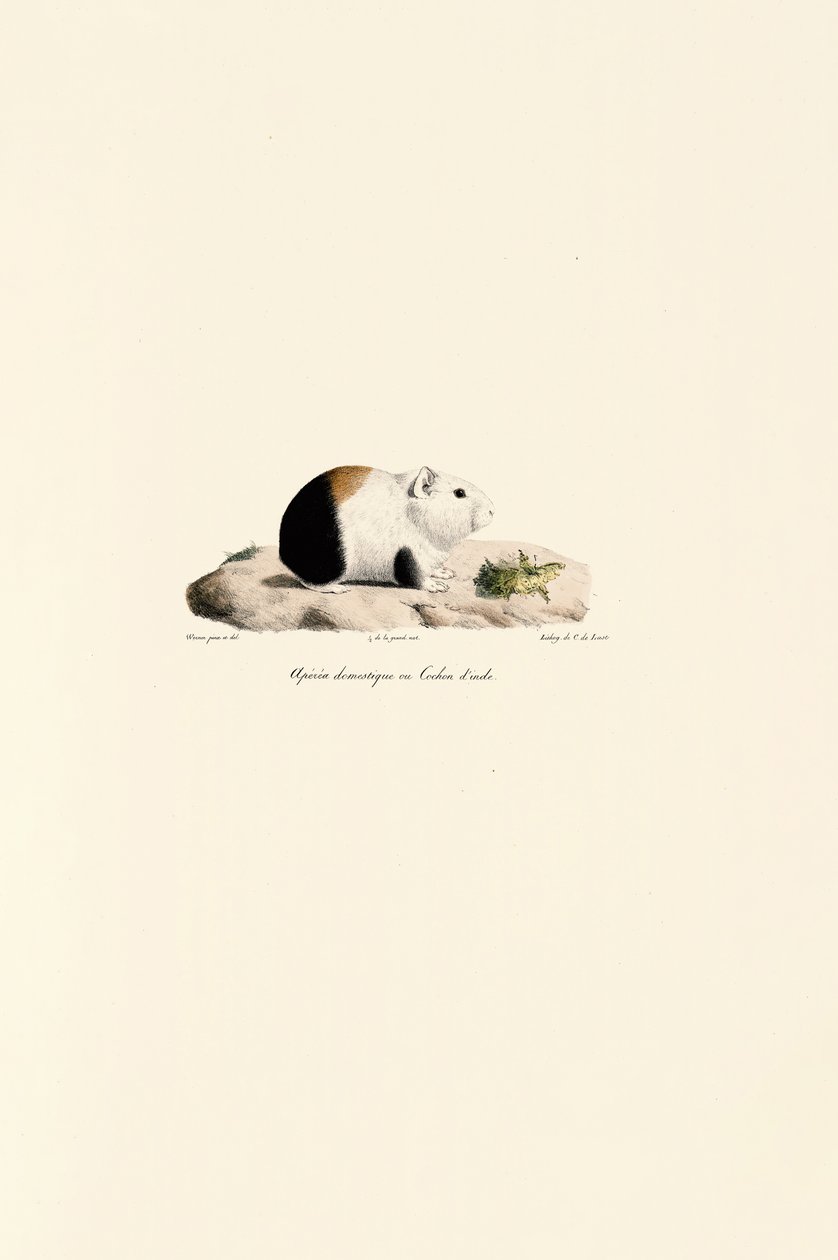  af Jacques Christophe Werner