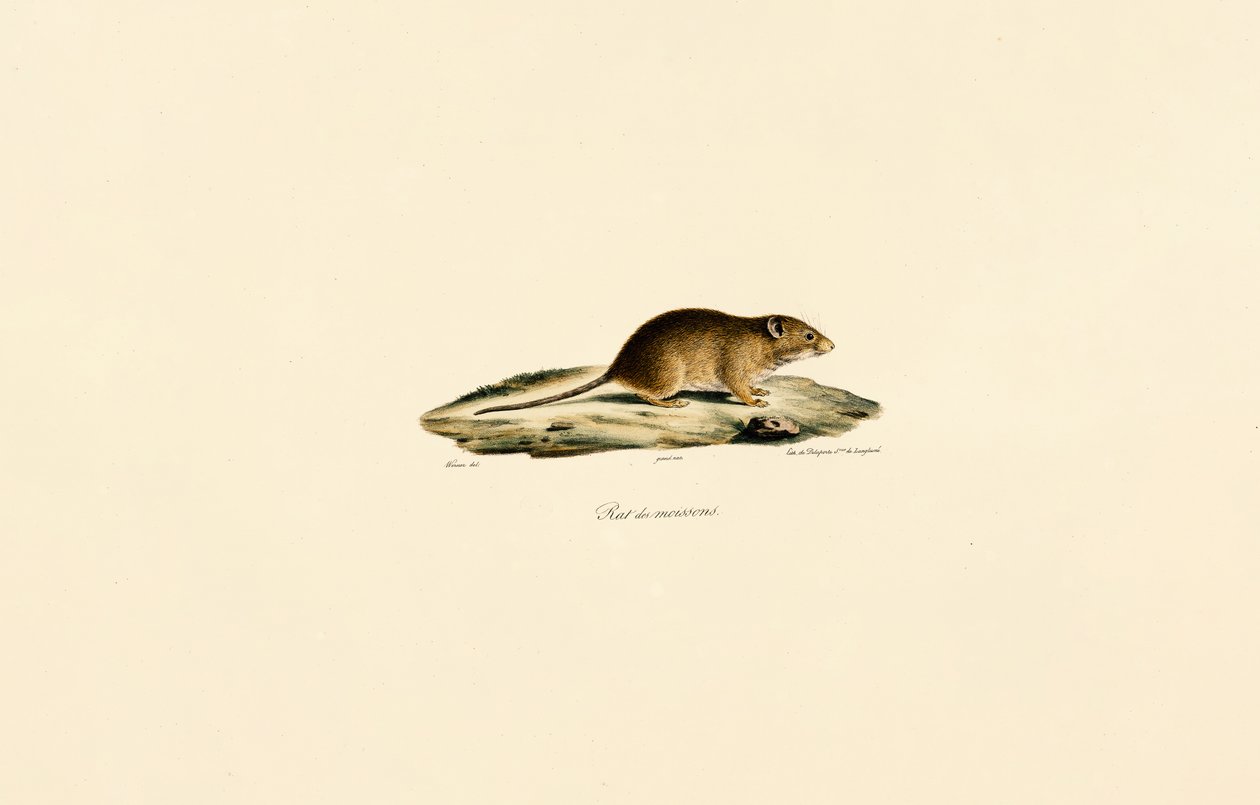 Høstmusen af Jacques Christophe Werner