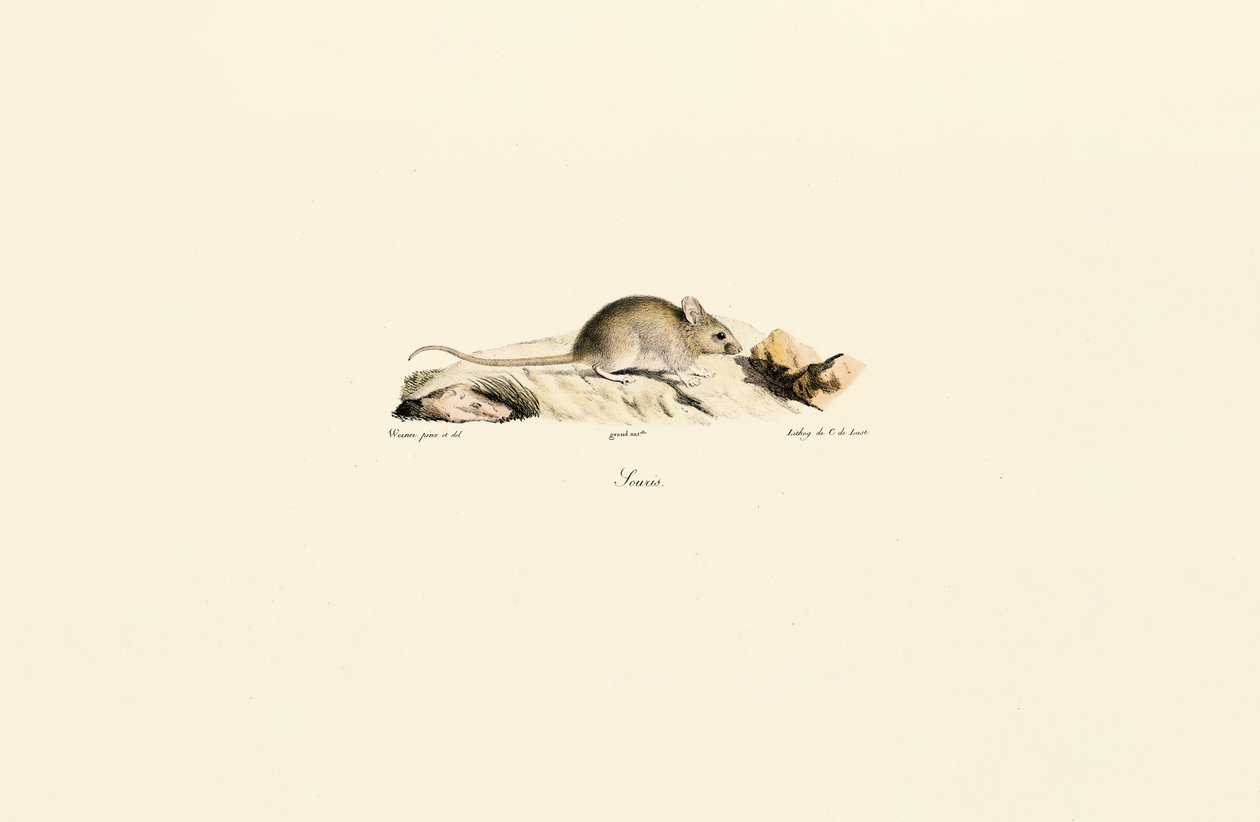 Husmus af Jacques Christophe Werner