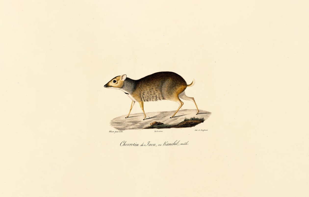 Javanisk musehjort (han) af Jacques Christophe Werner