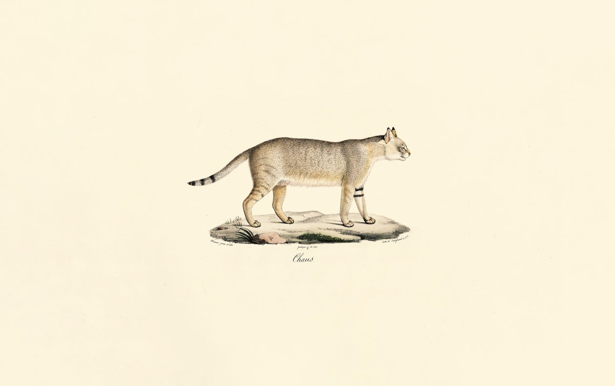 Junglekat af Jacques Christophe Werner