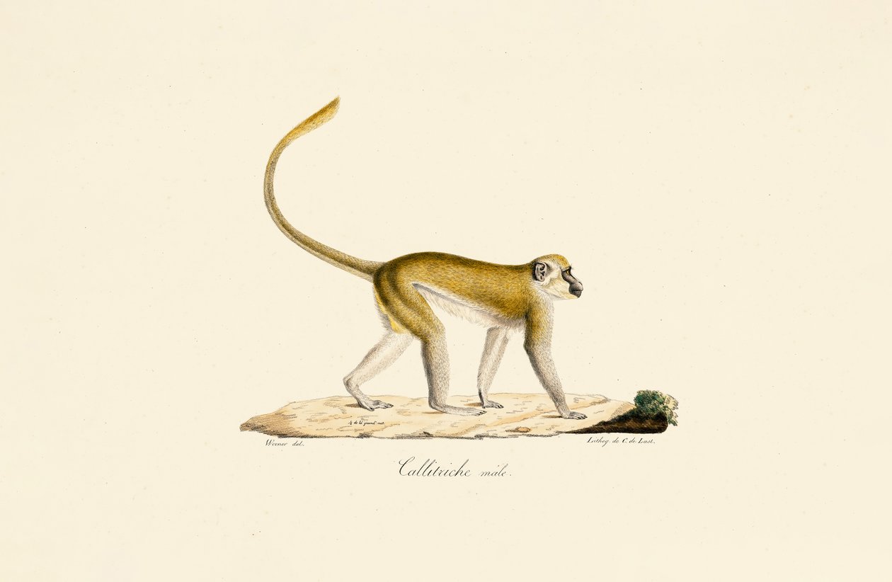  af Jacques Christophe Werner